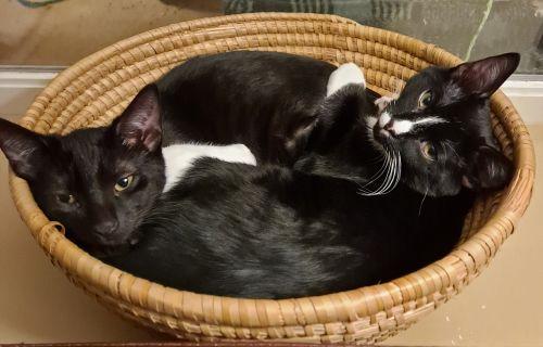 Enlarge Ollie and Rudy, a ADOPTABLE mixed breed in Bethlehem, PA image 6/6
