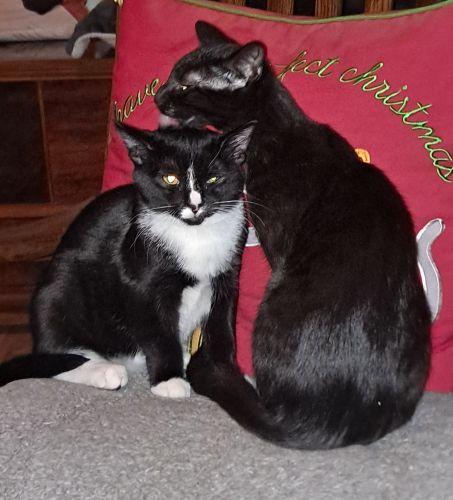 Enlarge Ollie and Rudy, a ADOPTABLE mixed breed in Bethlehem, PA image 4/6