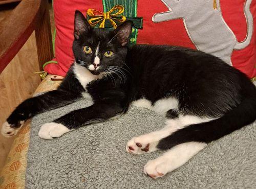 Ollie and Rudy, ADOPTABLE, Kitten Male Domestic Short Hair & Tuxedo.