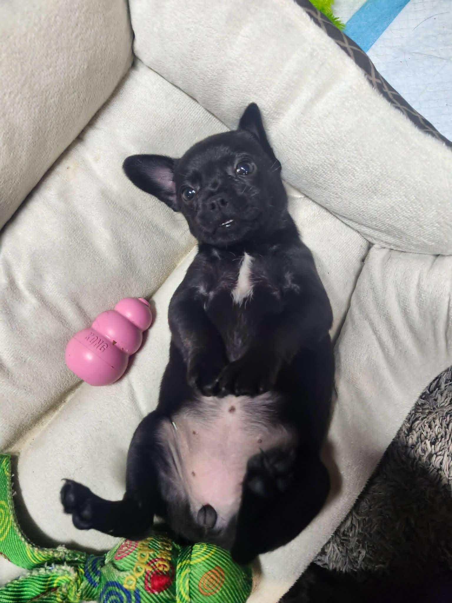 Enlarge Piggly, an adopted mixed breed in Cosby, TN image 4/4