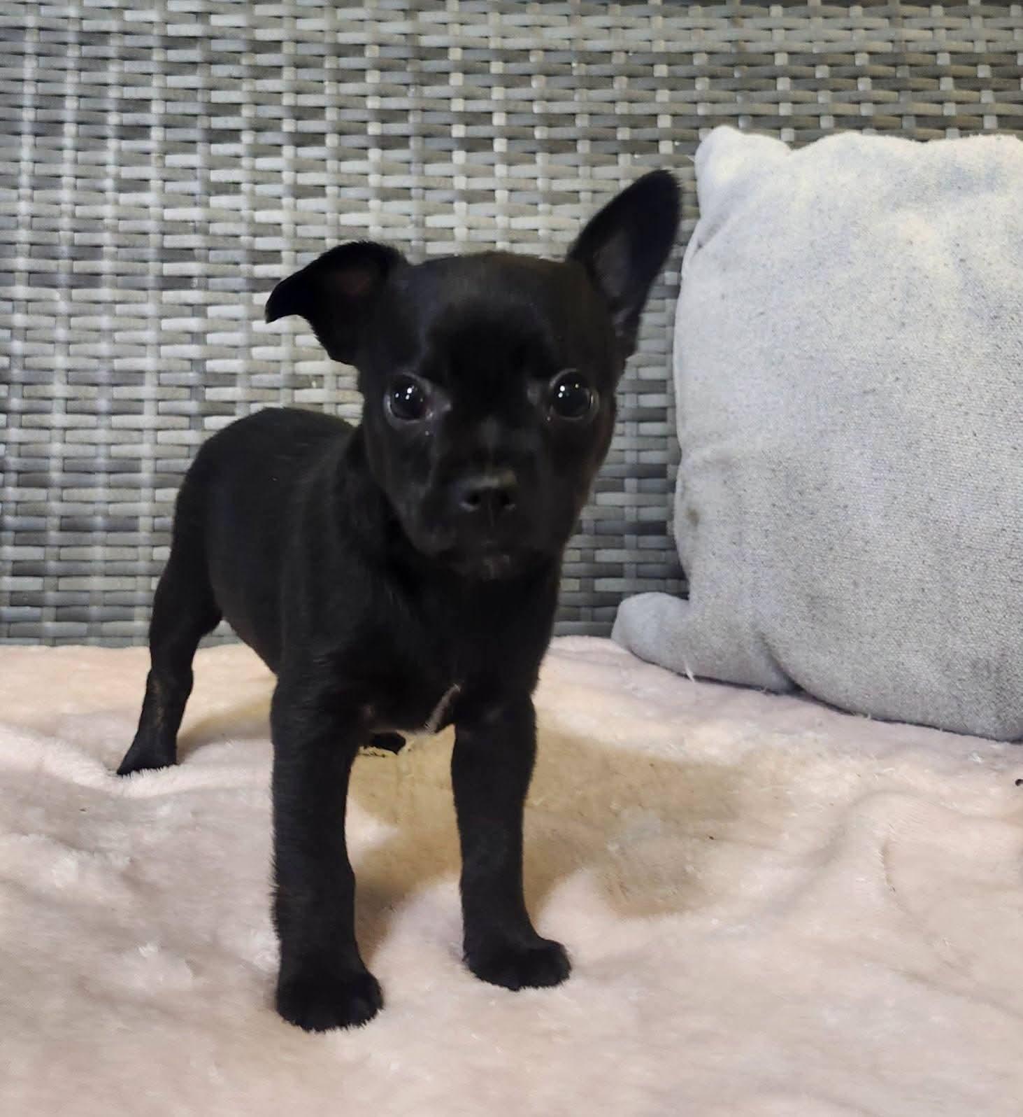 Piggly, adopted, Puppy Female Chihuahua.