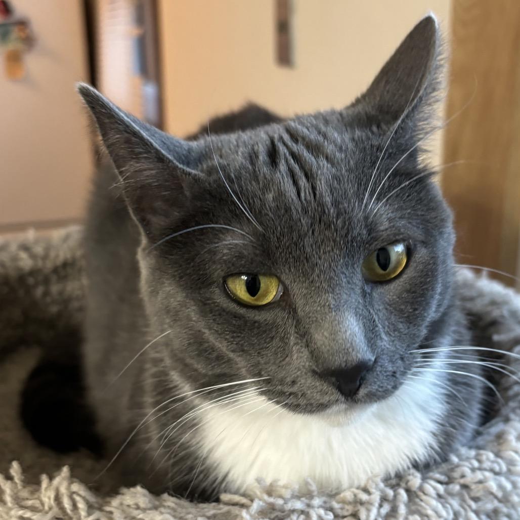 Enlarge Ginny, a Adopted Domestic Short Hair in Bismarck, ND image 1/6