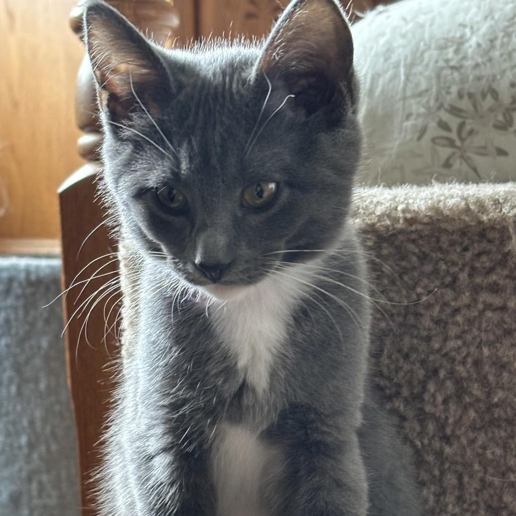 Enlarge Ginny, a Adopted Domestic Short Hair in Bismarck, ND image 1/5
