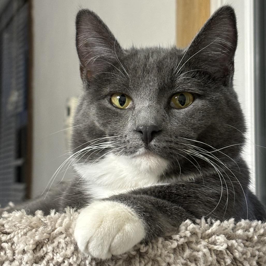 Enlarge Ginny, a Adopted Domestic Short Hair in Bismarck, ND image 2/5