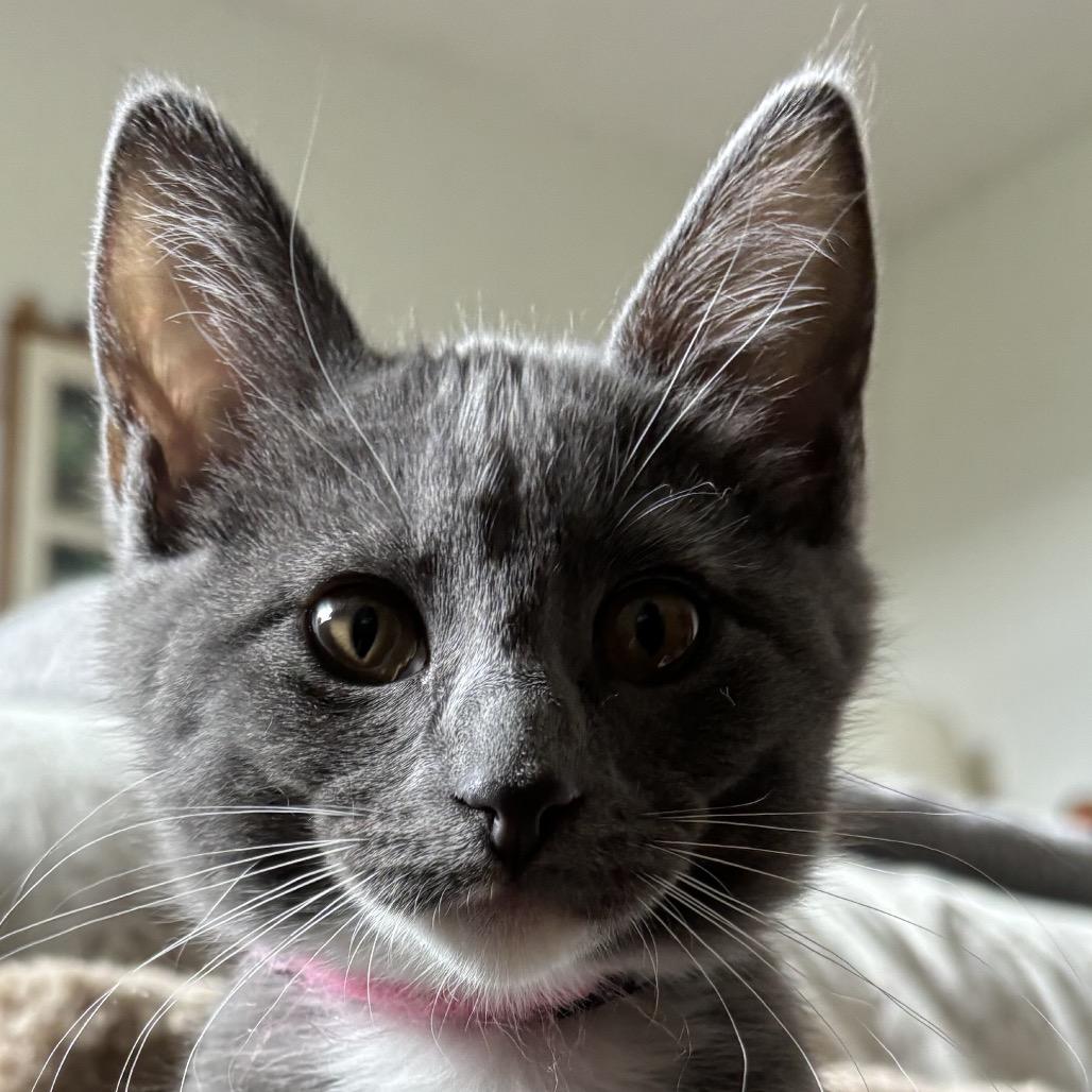 Enlarge Ginny, a Adopted Domestic Short Hair in Bismarck, ND image 4/5