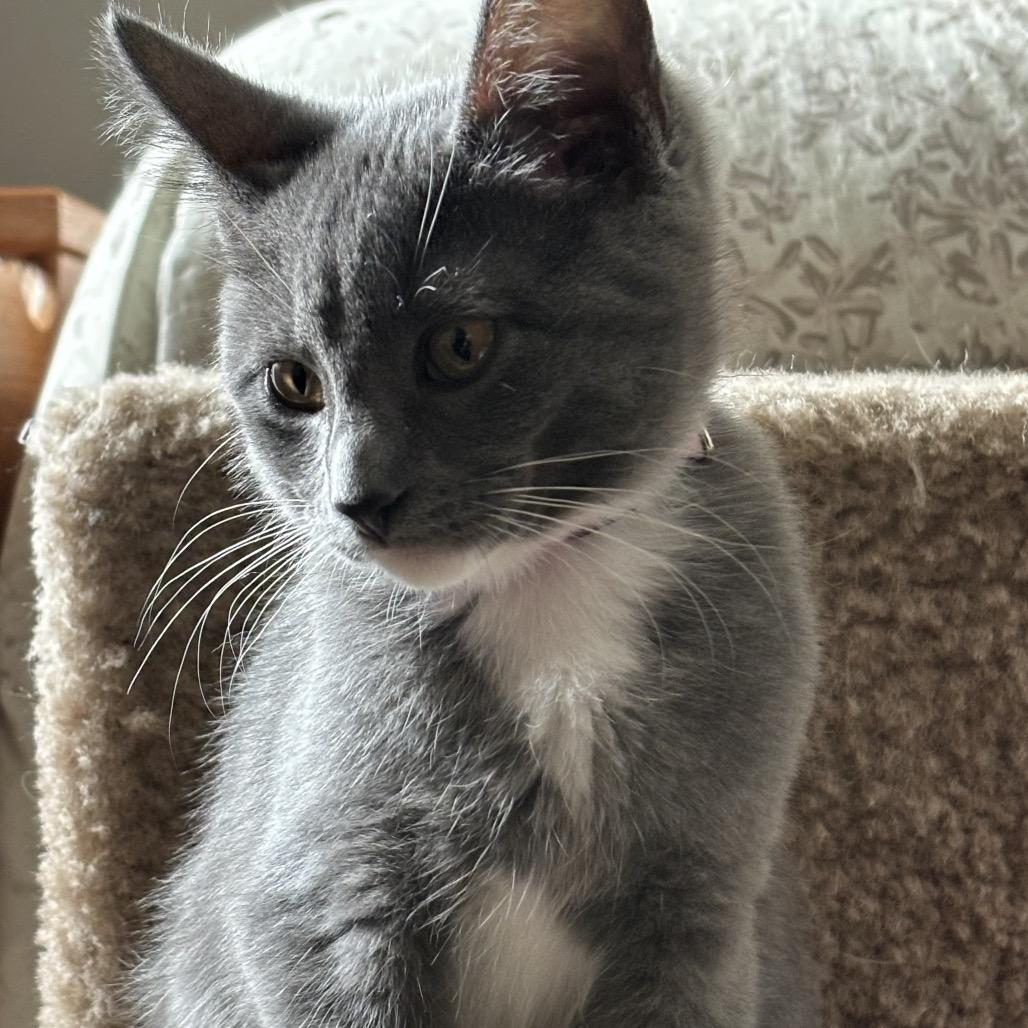 Enlarge Ginny, a Adopted Domestic Short Hair in Bismarck, ND image 5/5