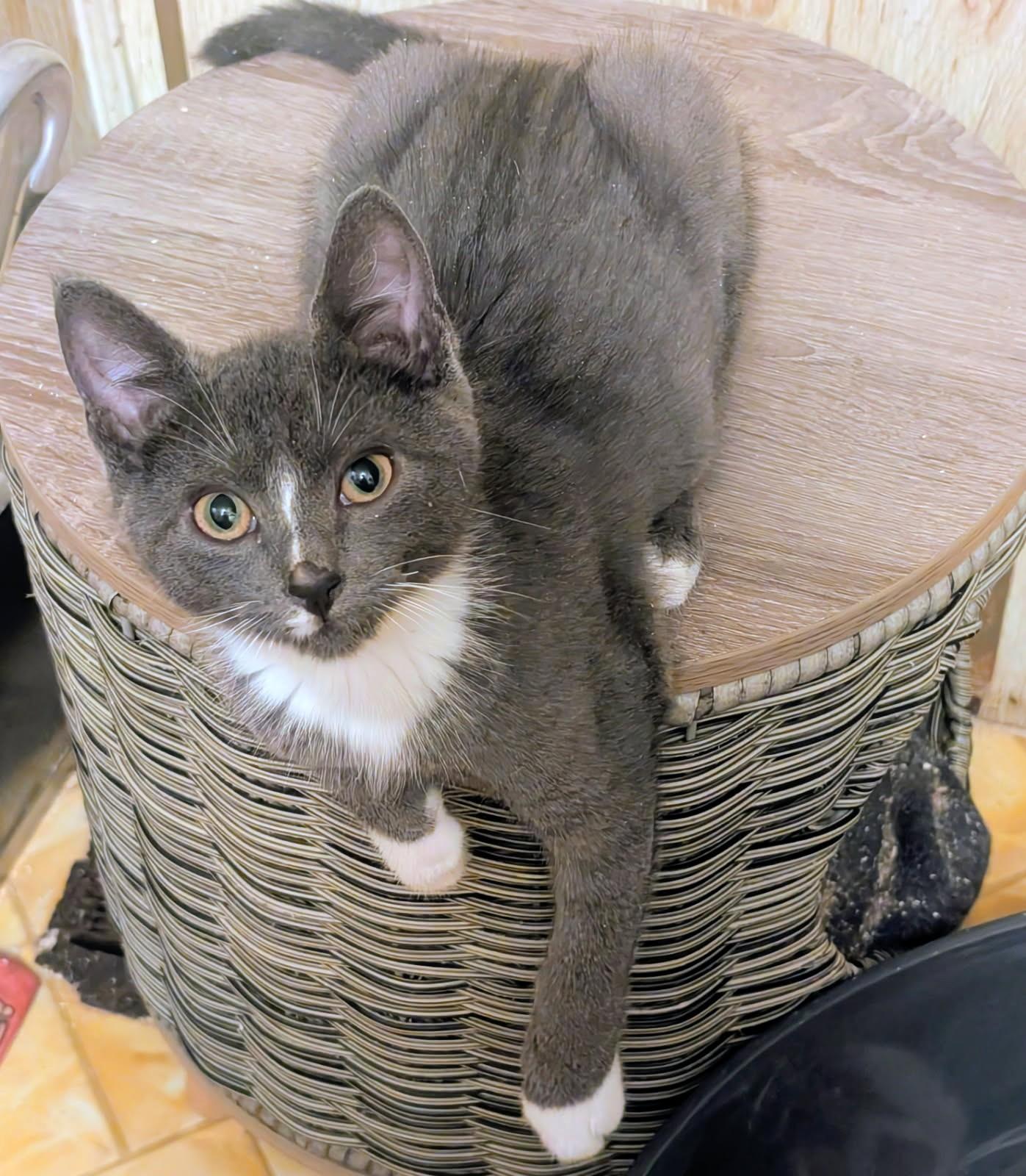 Enlarge Sebastion and Suzanne Sweeties, a ADOPTABLE Tortoiseshell in Newport, WA image 3/6