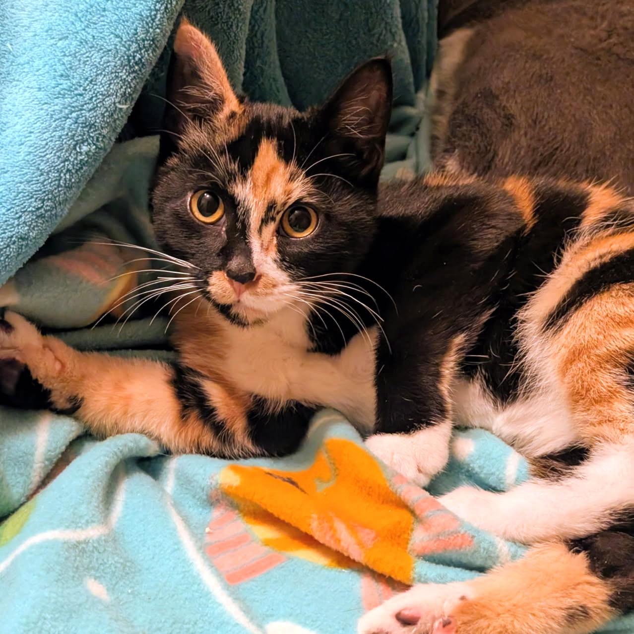 Enlarge Sebastion and Suzanne Sweeties, a ADOPTABLE Tortoiseshell in Newport, WA image 4/6
