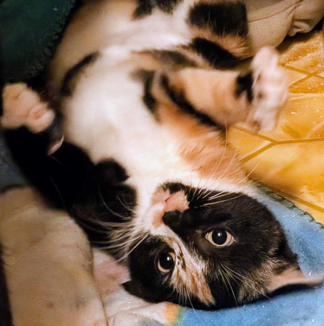 Enlarge Sebastion and Suzanne Sweeties, a ADOPTABLE Tortoiseshell in Newport, WA image 6/6