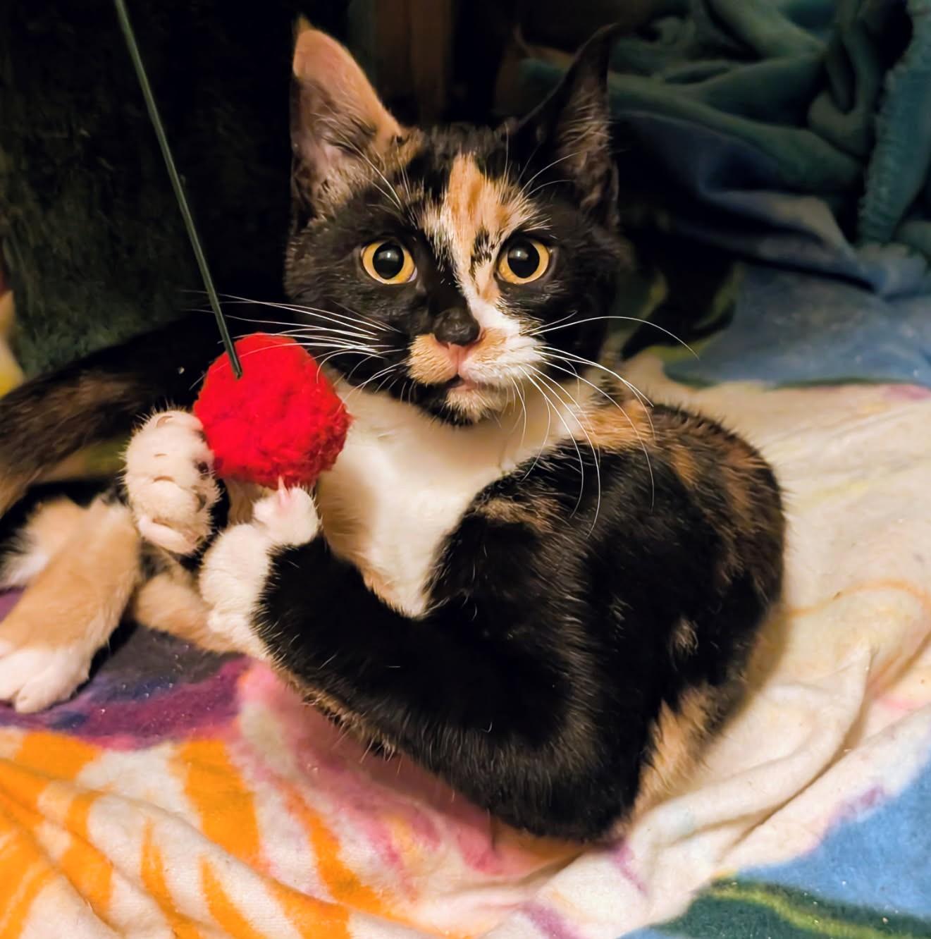 Enlarge Sebastion and Suzanne Sweeties, a ADOPTABLE Tortoiseshell in Newport, WA image 2/6