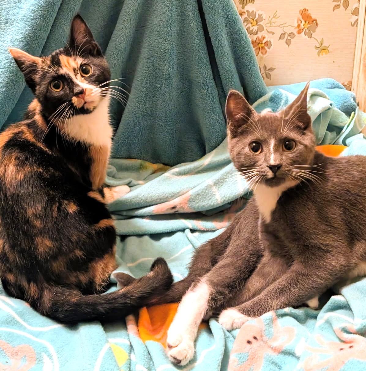 Enlarge Sebastion and Suzanne Sweeties, a ADOPTABLE Tortoiseshell in Newport, WA image 1/6