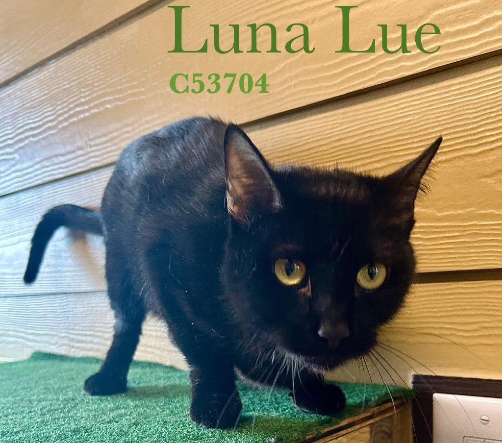 Luna Lue, Adoptable, Senior Female Domestic Short Hair.