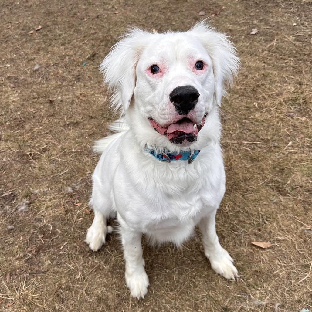 Enlarge Kai, a Adoptable Mixed Breed in Conway, NH image 1/6