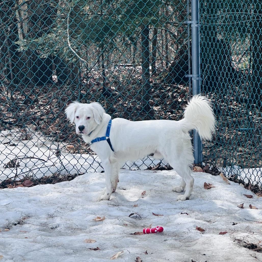 Kai-Adoption Fee Waived, a Adoptable Mixed Breed in Conway, NH image 1/6