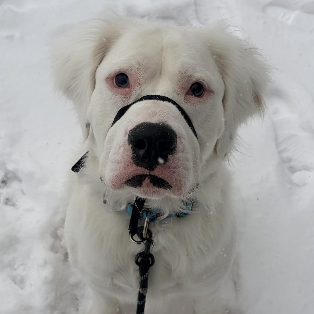 Enlarge Kai, a Adoptable Mixed Breed in Conway, NH image 2/6