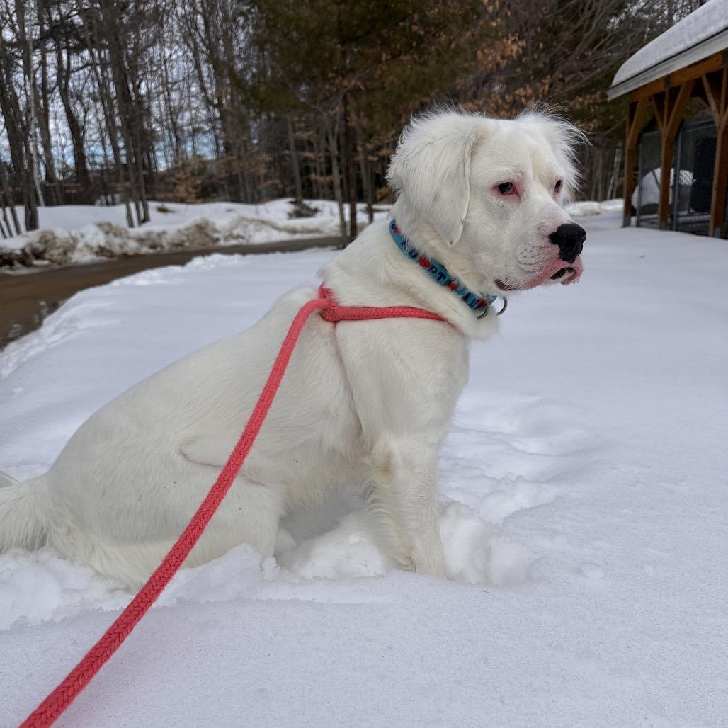 Enlarge Kai, a Adoptable Mixed Breed in Conway, NH image 3/6