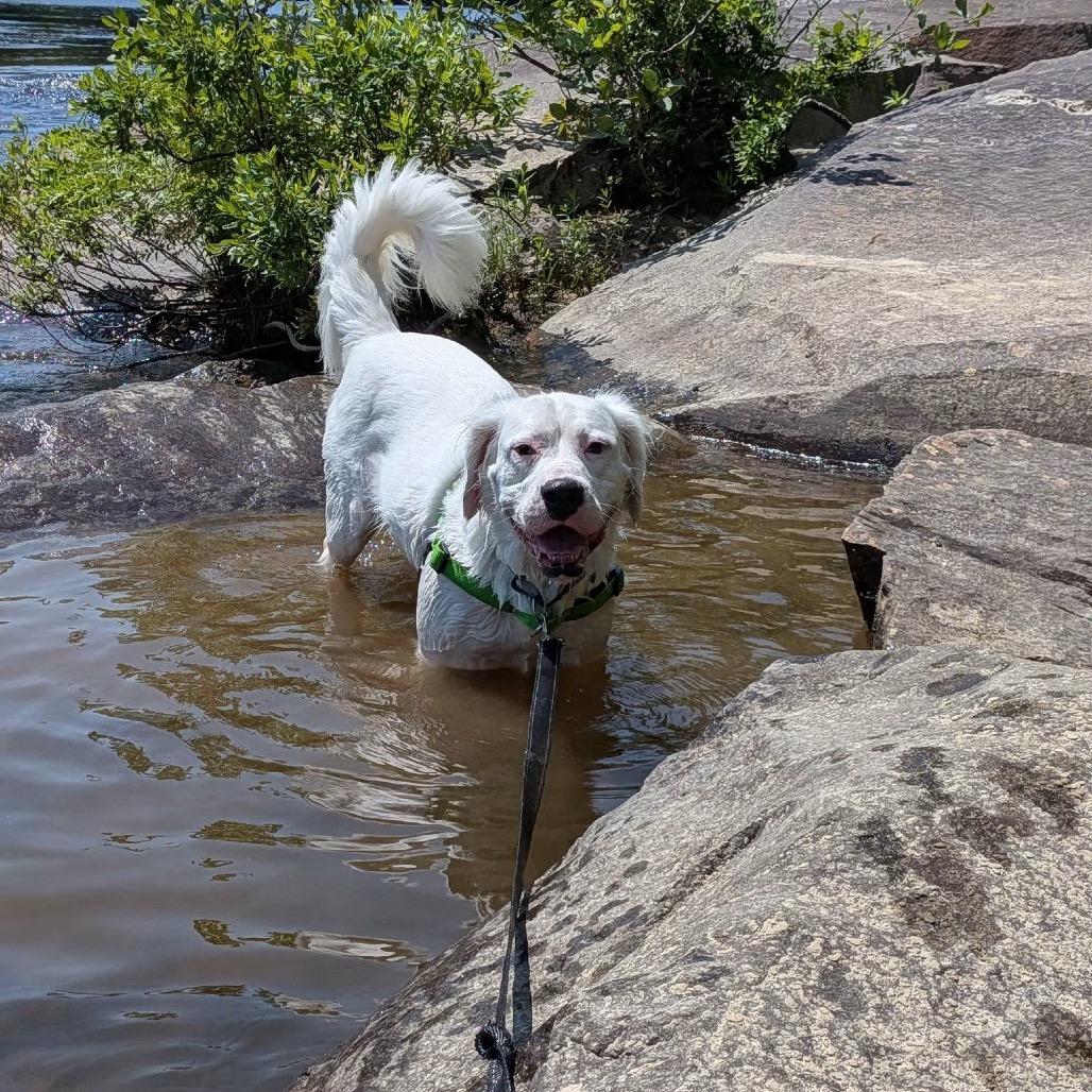 Kai-Adoption Fee Sponsored!, a Adoptable Mixed Breed in Conway, NH image 2/6