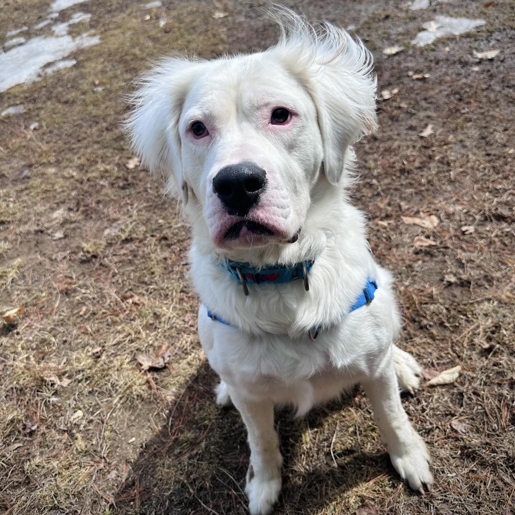 Kai-Adoption Fee Waived, a Adoptable Mixed Breed in Conway, NH image 2/6