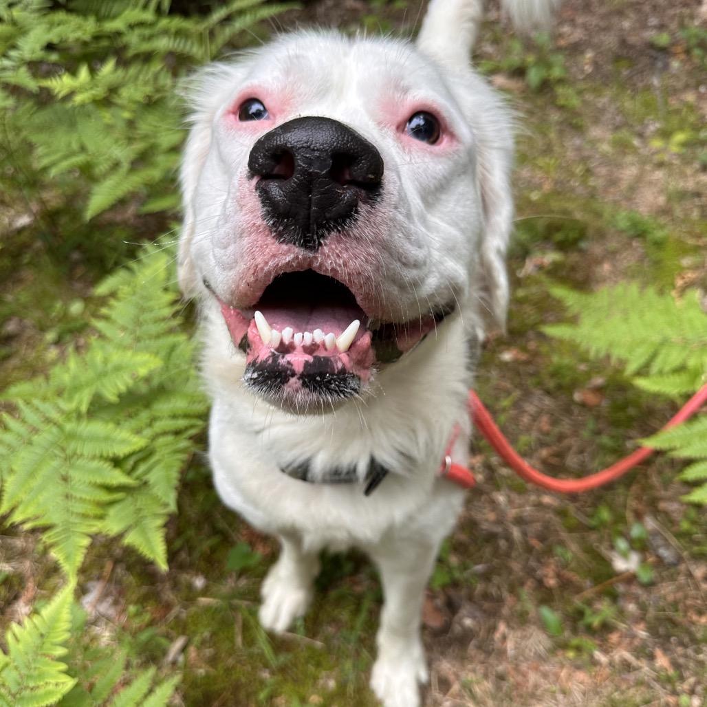 Enlarge Kai, a Adoptable Mixed Breed in Conway, NH image 4/6