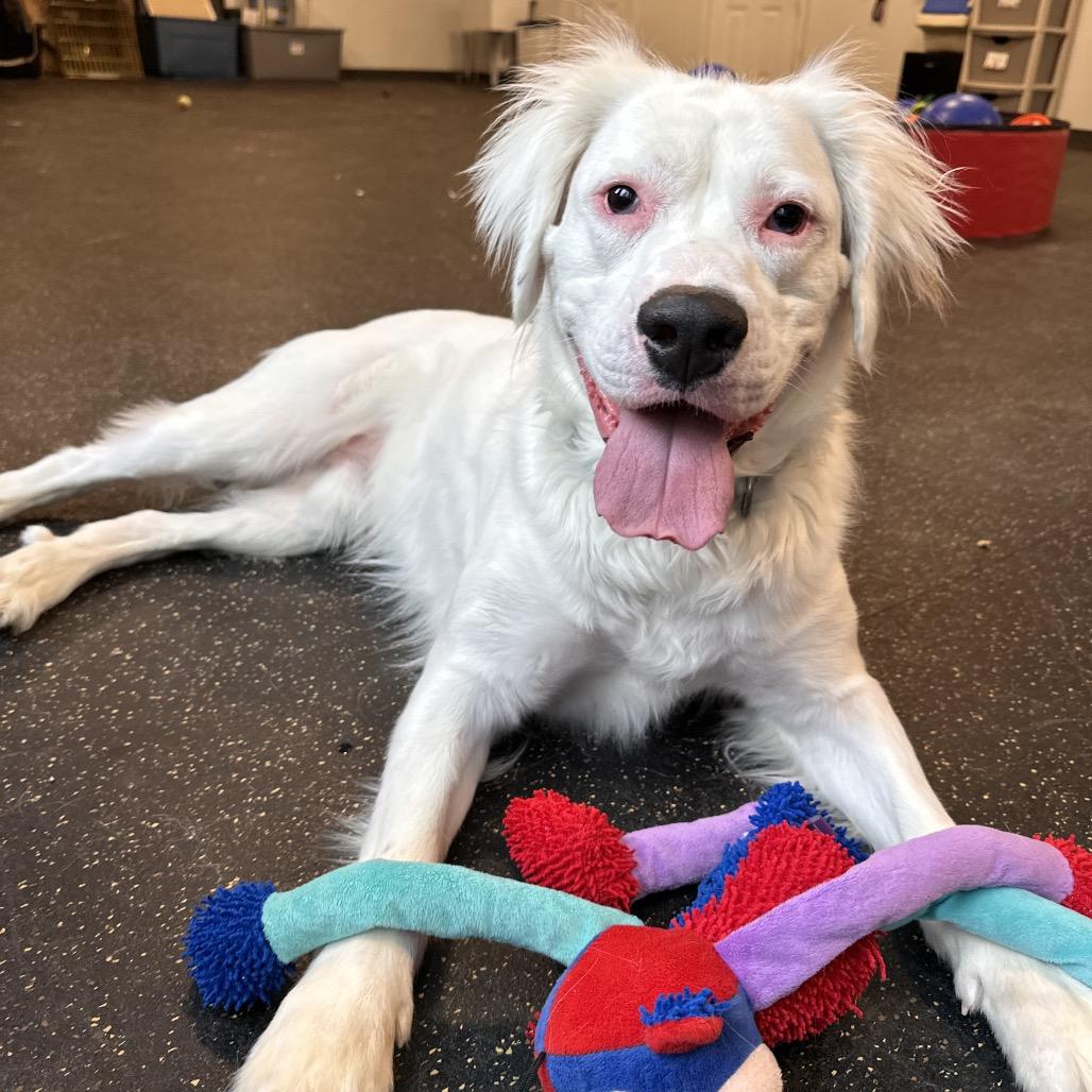 Kai-Adoption Fee Waived, a Adoptable Mixed Breed in Conway, NH image 4/6