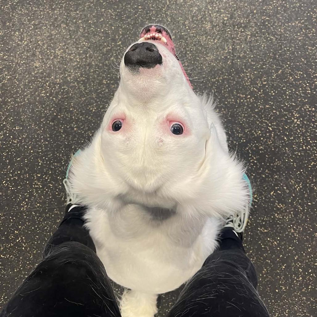 Enlarge Kai, a Adoptable Mixed Breed in Conway, NH image 5/6