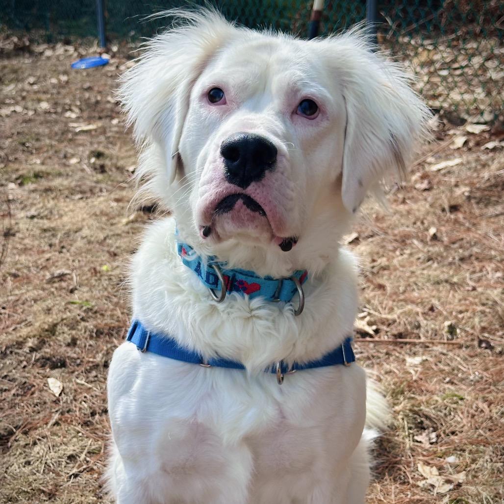 Kai-Adoption Fee Waived, a Adoptable Mixed Breed in Conway, NH image 6/6