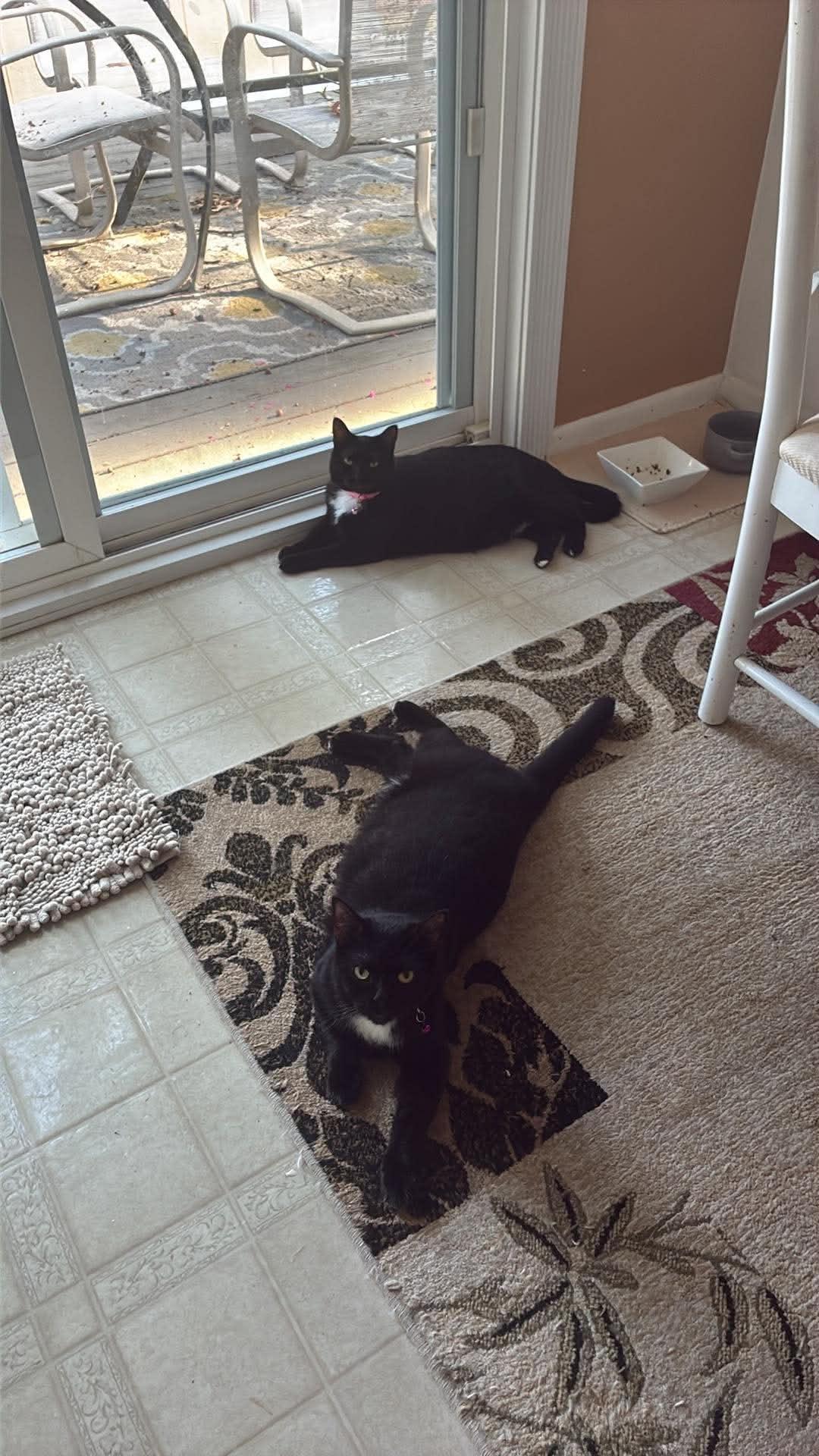 Enlarge Muffin & Maple, a Adoptable Tuxedo in Brick, NJ image 3/3