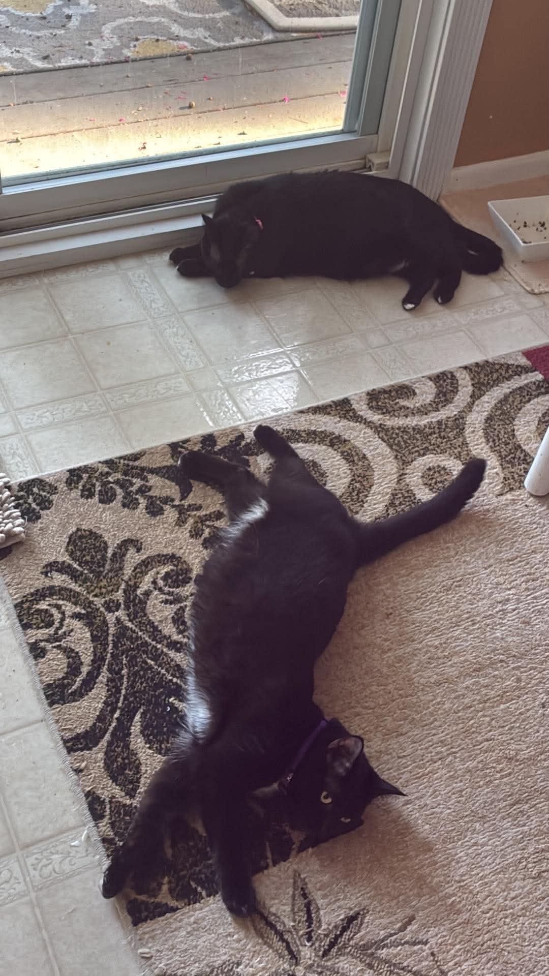 Enlarge Muffin & Maple, a Adoptable Tuxedo in Brick, NJ image 2/3