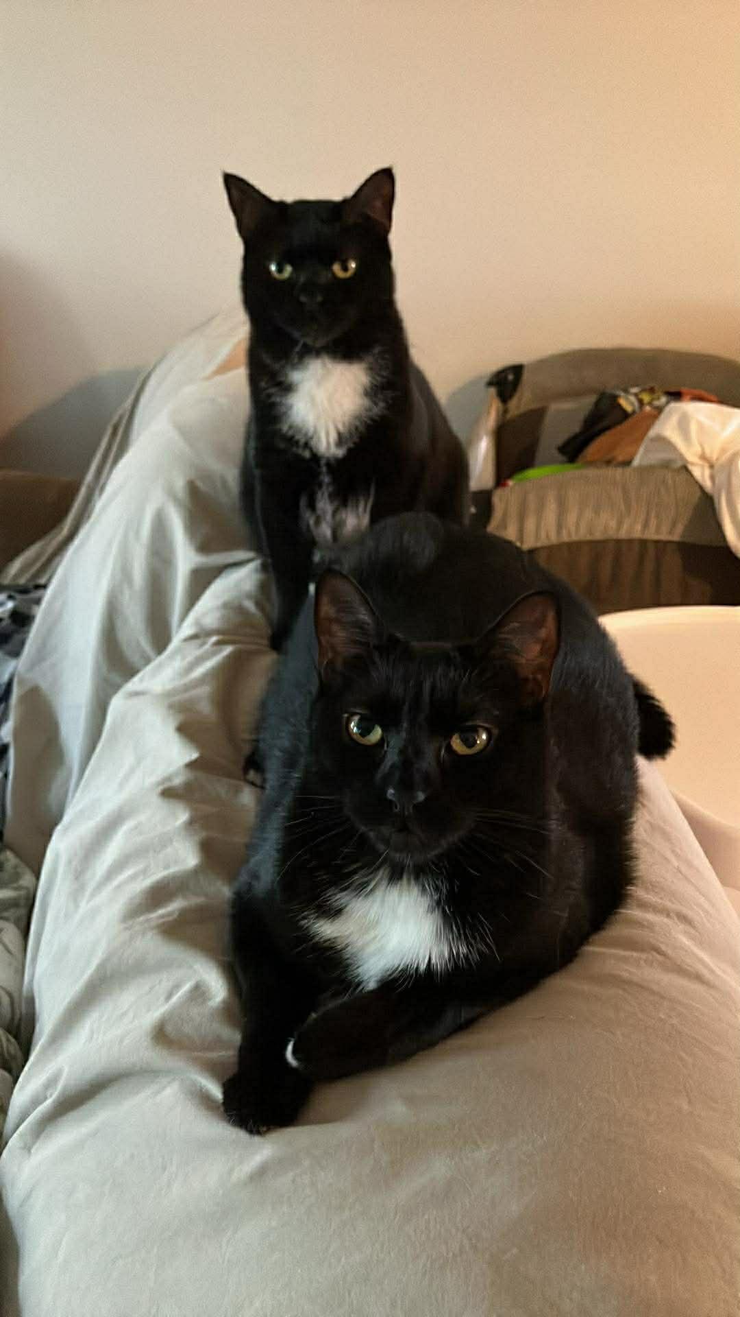 Enlarge Muffin & Maple, a Adoptable Tuxedo in Brick, NJ image 1/3