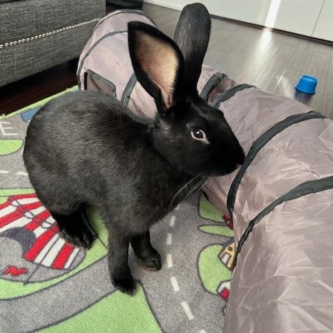 Leroy, Adoptable, Baby Male Flemish Giant.