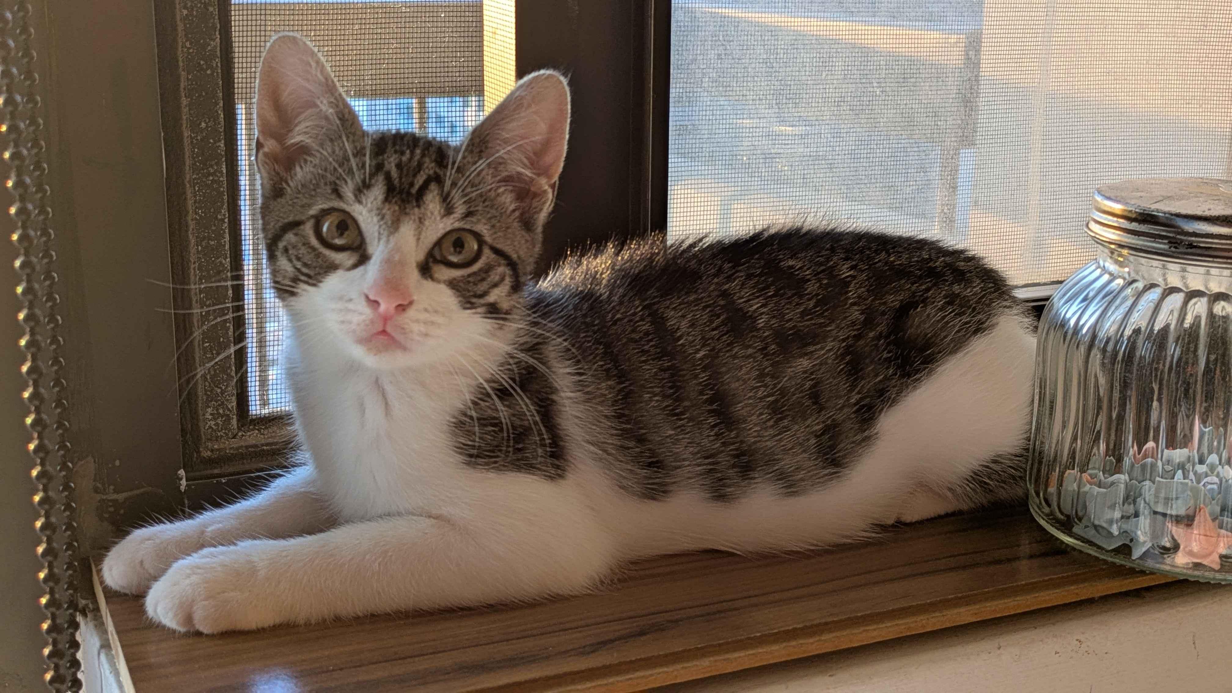 Sparky, a ADOPTABLE Domestic Short Hair in Weehawken, NJ image 2/2