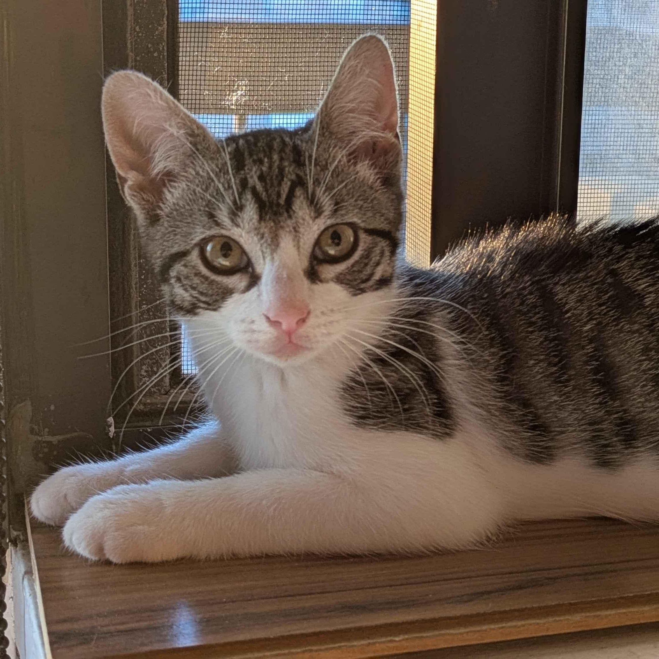 Sparky, ADOPTABLE, Kitten Female Domestic Short Hair.