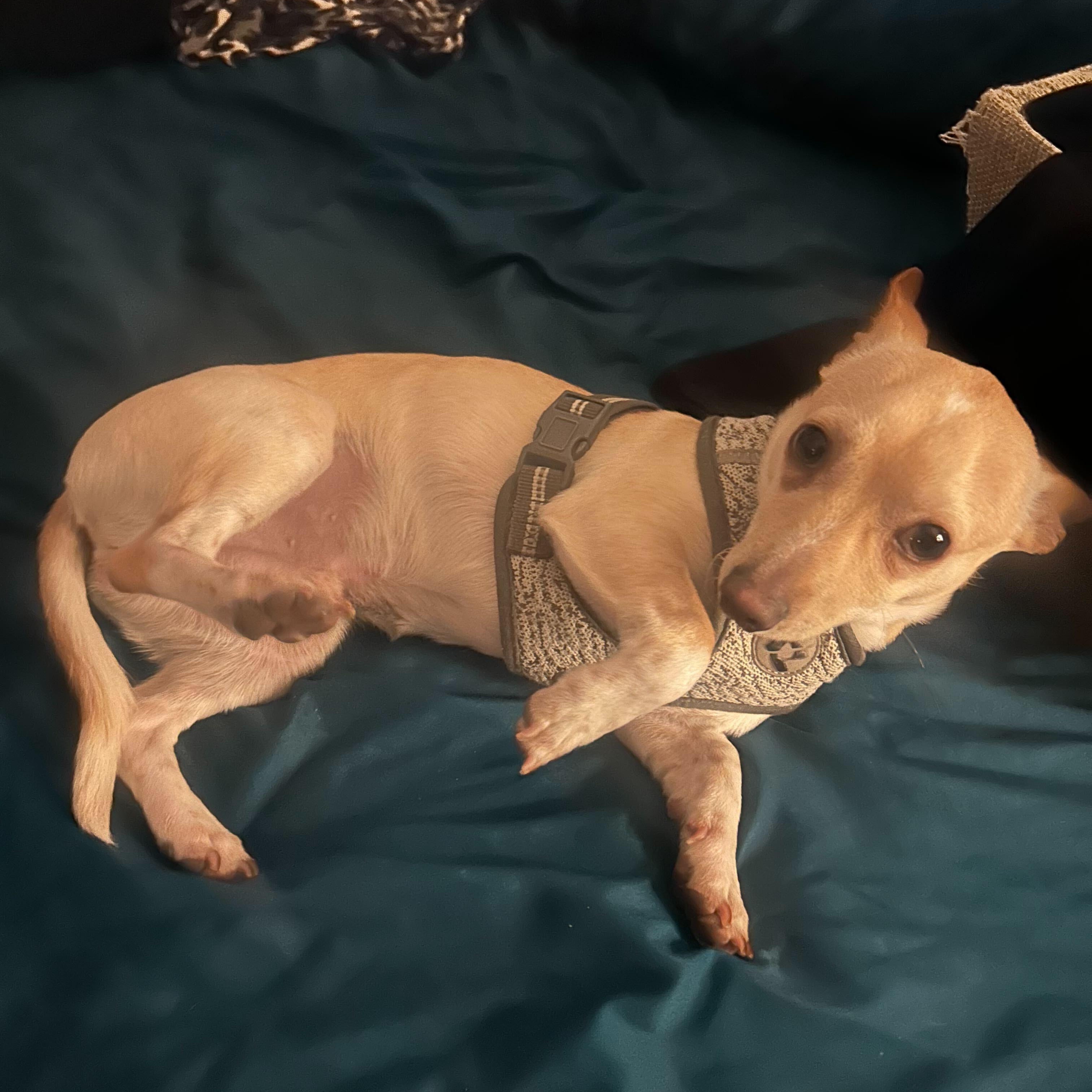 Sid, a Adoptable mixed breed in Addison, IL image 2/4