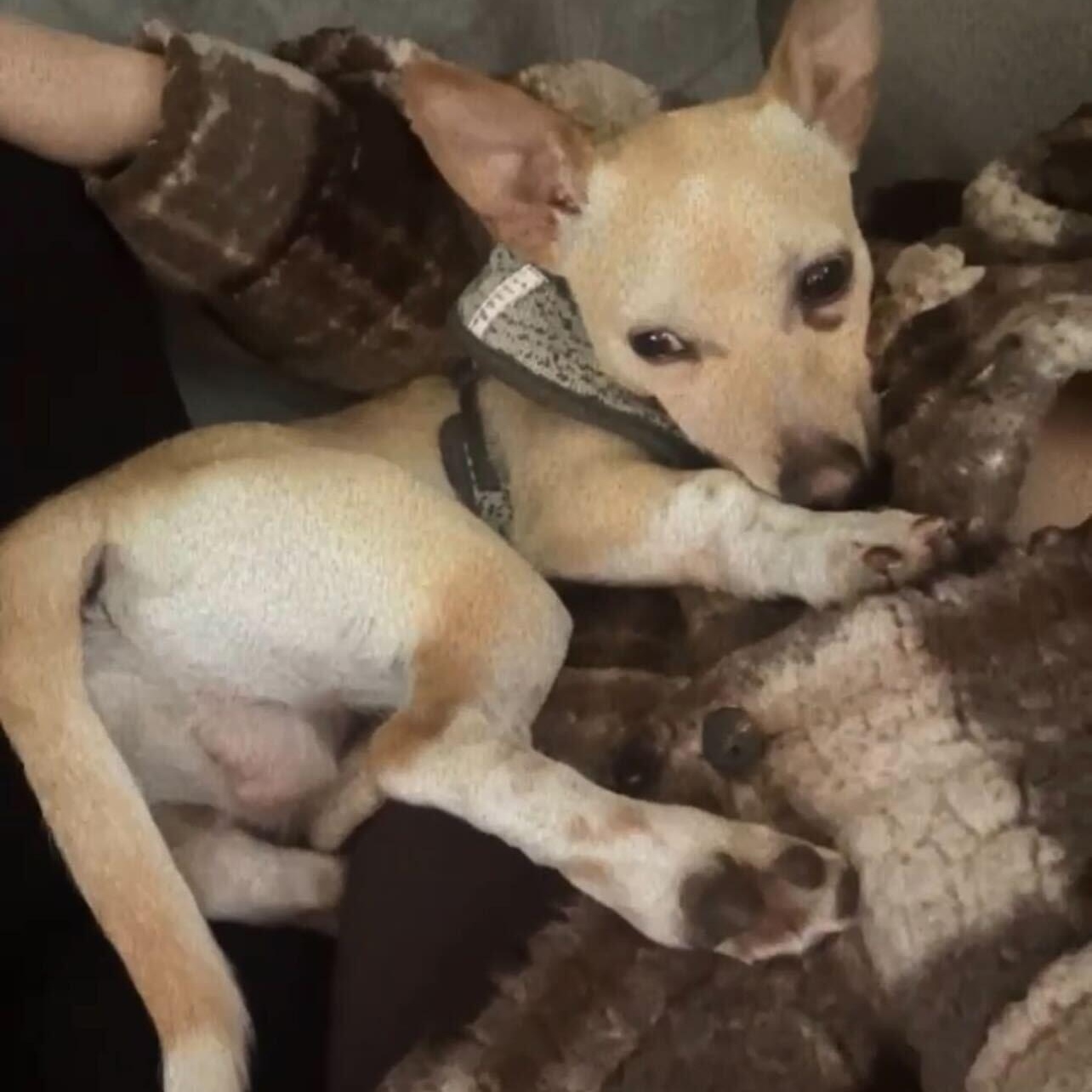 Sid, a Adoptable mixed breed in Addison, IL image 3/4