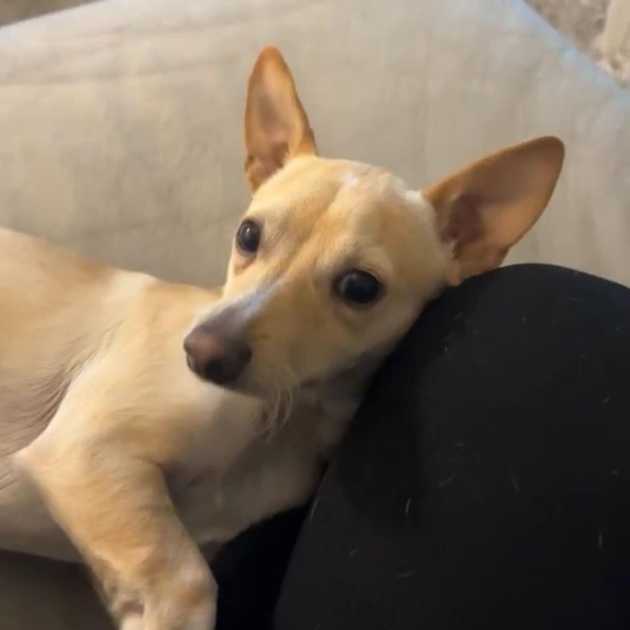 Sid, Adoptable, Young Male Chihuahua & Dachshund.