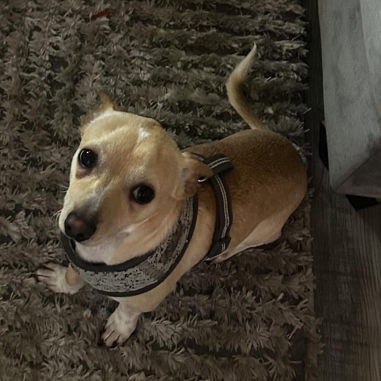 Sid, a Adoptable mixed breed in Addison, IL image 4/4