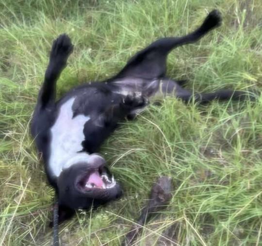 Maisy - $75 Adoption Fee!  Diamond Dog!, Adoptable, Adult Female Pit Bull Terrier & Labrador Retriever.