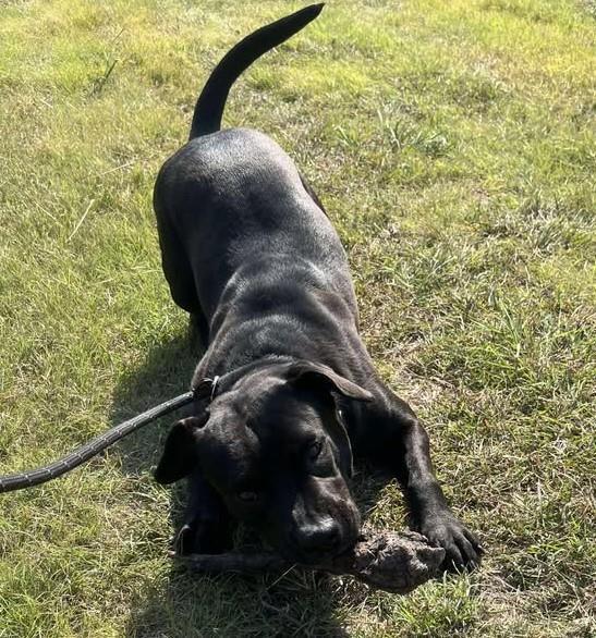 Enlarge Maisy - $75 Adoption Fee!  Diamond Dog!, a Adoptable mixed breed in Rockwall, TX image 2/3