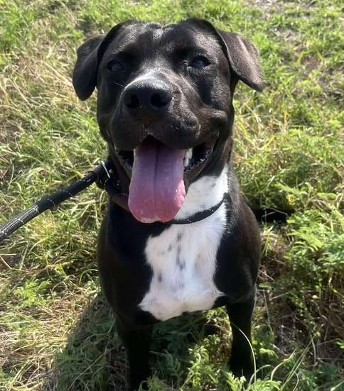 Enlarge Maisy - $75 Adoption Fee!  Diamond Dog!, a Adoptable mixed breed in Rockwall, TX image 3/3