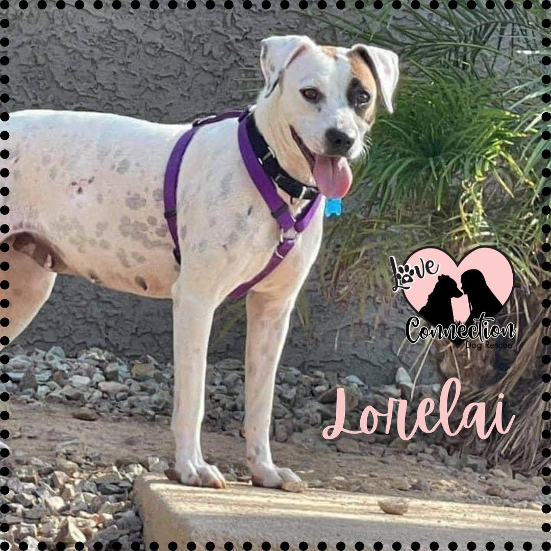 Lorelai, Adoptable, Adult Female Cattle Dog.