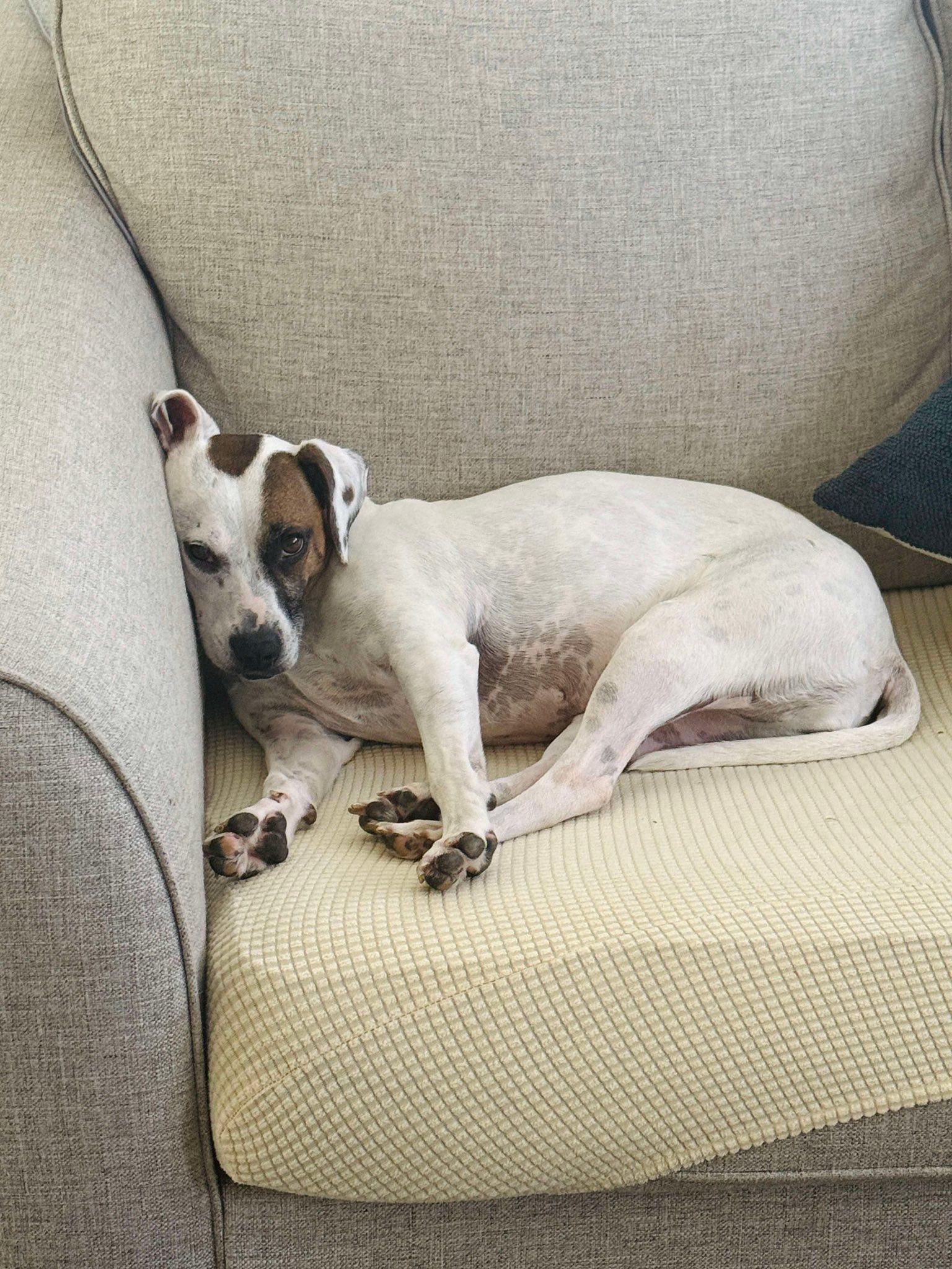 Enlarge Lorelai, a Adoptable Cattle Dog in Gilbert, AZ image 4/6