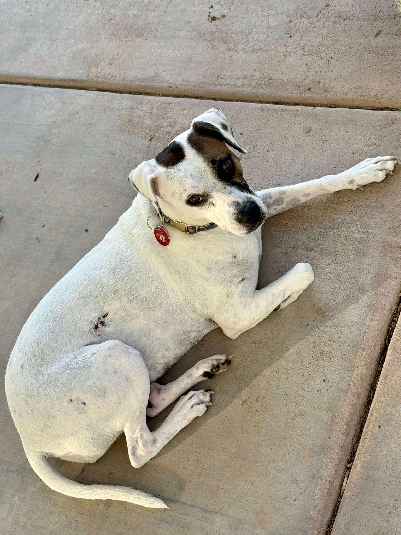 Enlarge Lorelai, a Adoptable Cattle Dog in Gilbert, AZ image 5/6