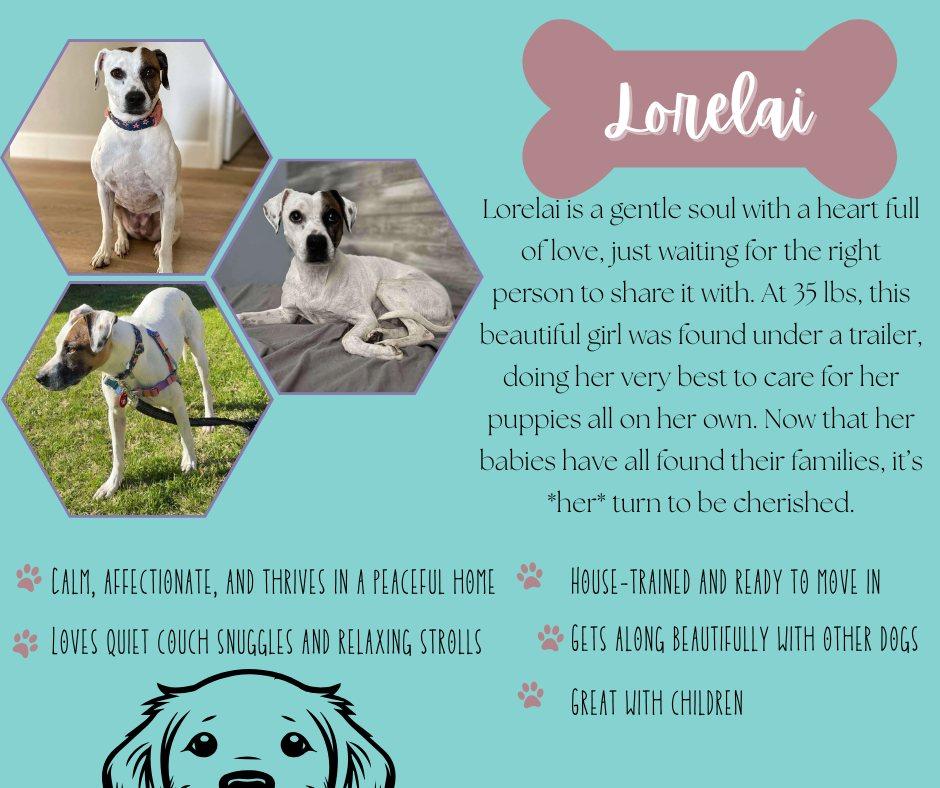Enlarge Lorelai, a Adoptable Cattle Dog in Gilbert, AZ image 6/6