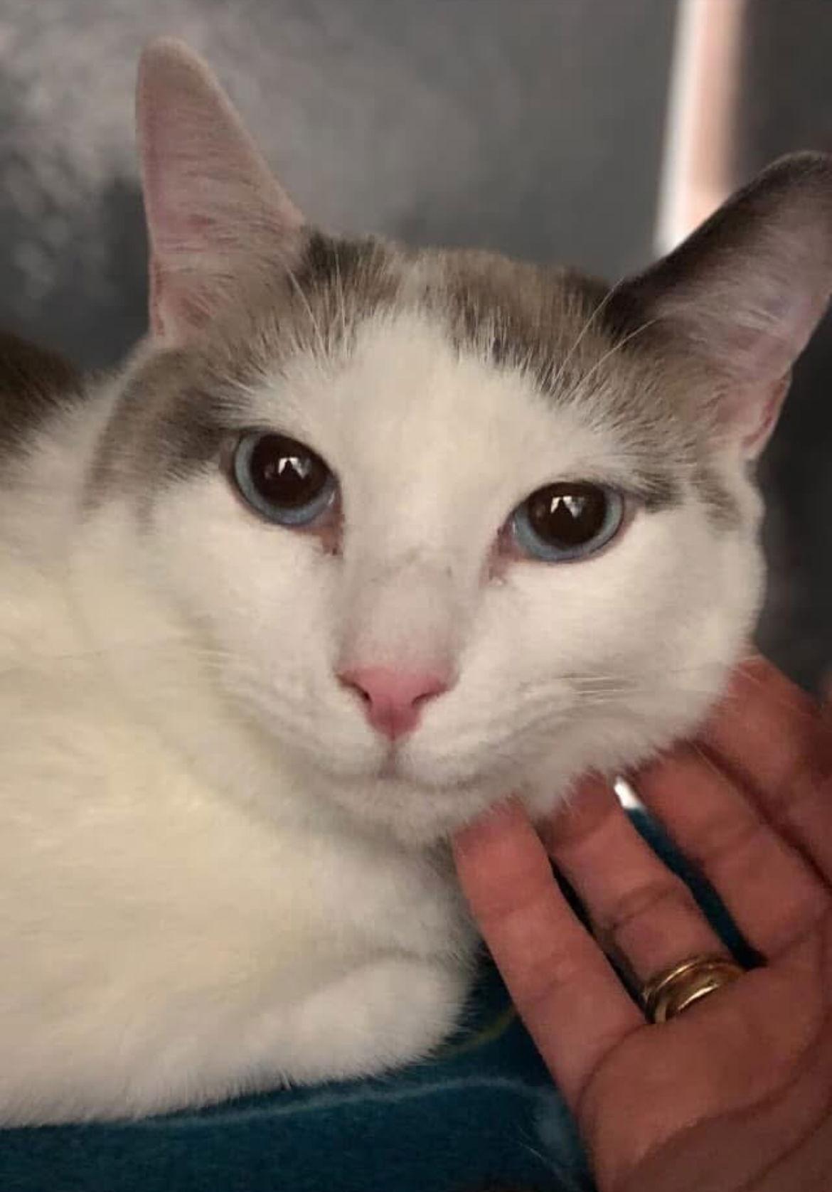 Danke Schön, Adoptable, Young Male Domestic Short Hair & Siamese.