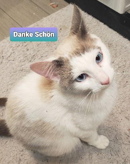 Danke Schön, a Adoptable mixed breed in Glendale, AZ image 2/3