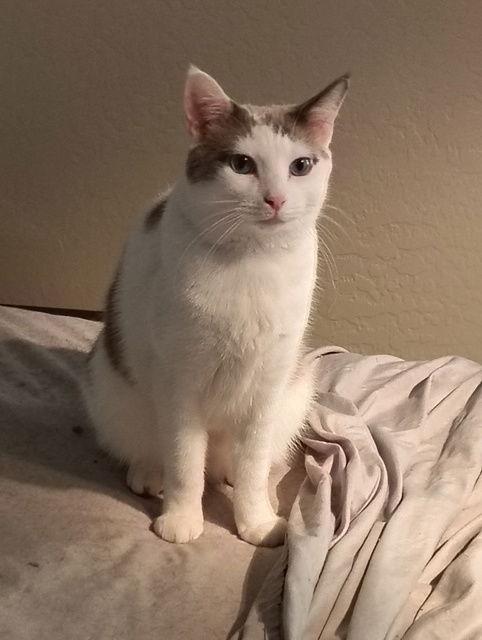 Danke Schön, a Adoptable mixed breed in Glendale, AZ image 3/3