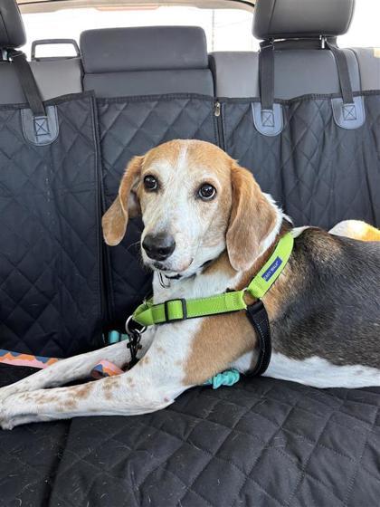 Camila, Adoptable, Senior Female Hound & Mixed Breed.