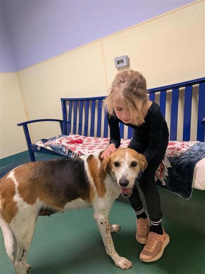 Enlarge Camila, a Adoptable mixed breed in Richmond, VA image 2/3