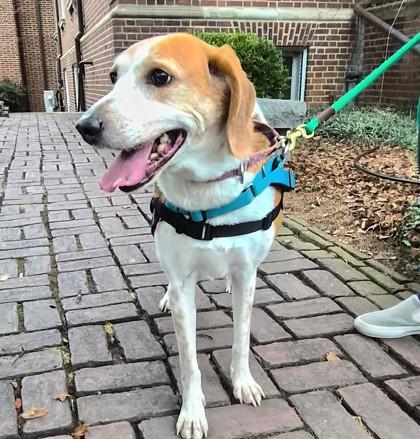 Enlarge Camila, a Adoptable mixed breed in Richmond, VA image 3/3