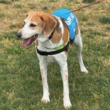 Enlarge Camila, a Adoptable mixed breed in Richmond, VA image 3/3